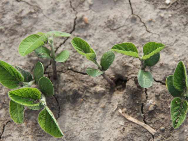 Steps like lowering the planting population or adjusting row spacing in soybeans can translate into higher profitability for margin-strapped growers. (DTN photo by Pamela Smith)